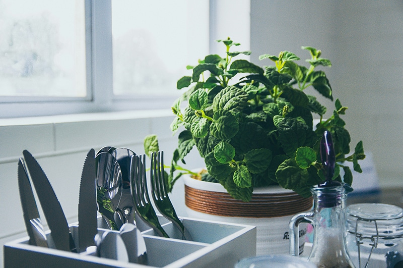 Plantas para la decoración sensorial: Menta