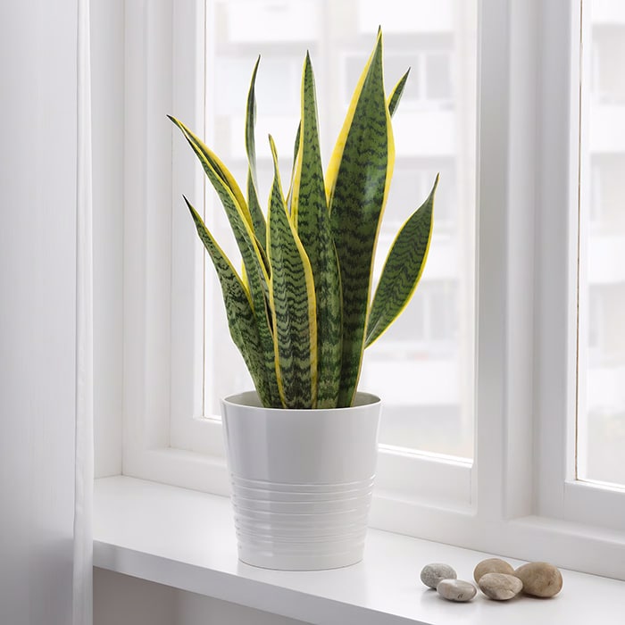 Planta sansevieria