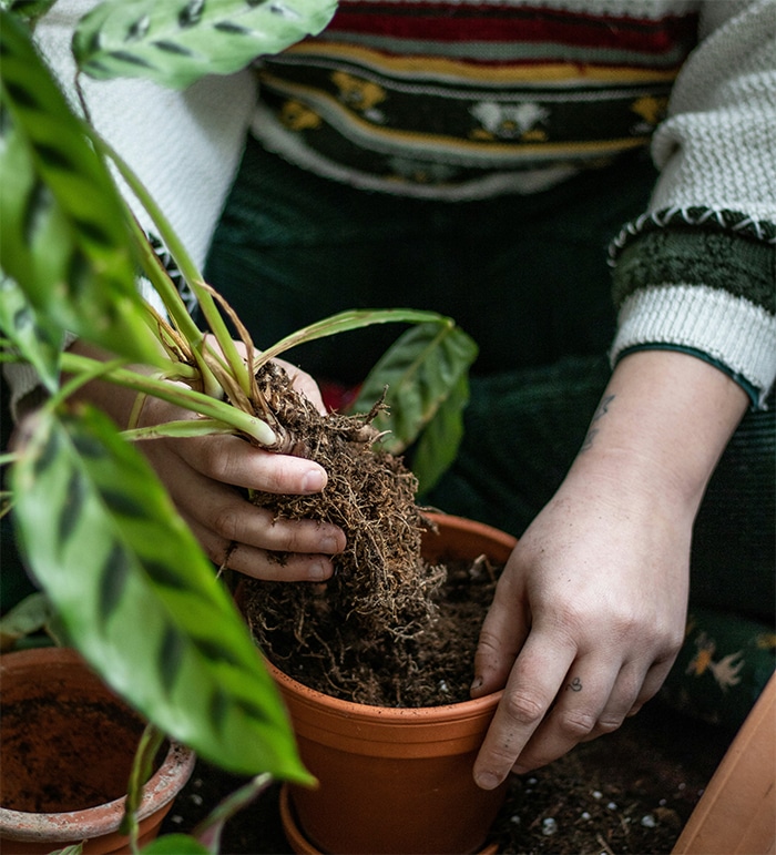 Cuidar plantas fomenta el crecimiento personal y el autodesarrollo