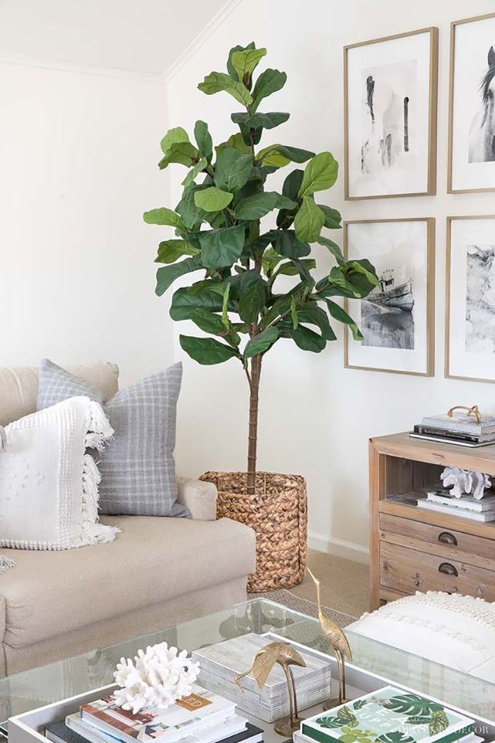 Ficus lyrata