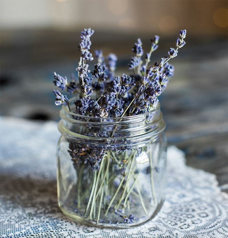 Plantas para la decoración sensorial: Lavanda